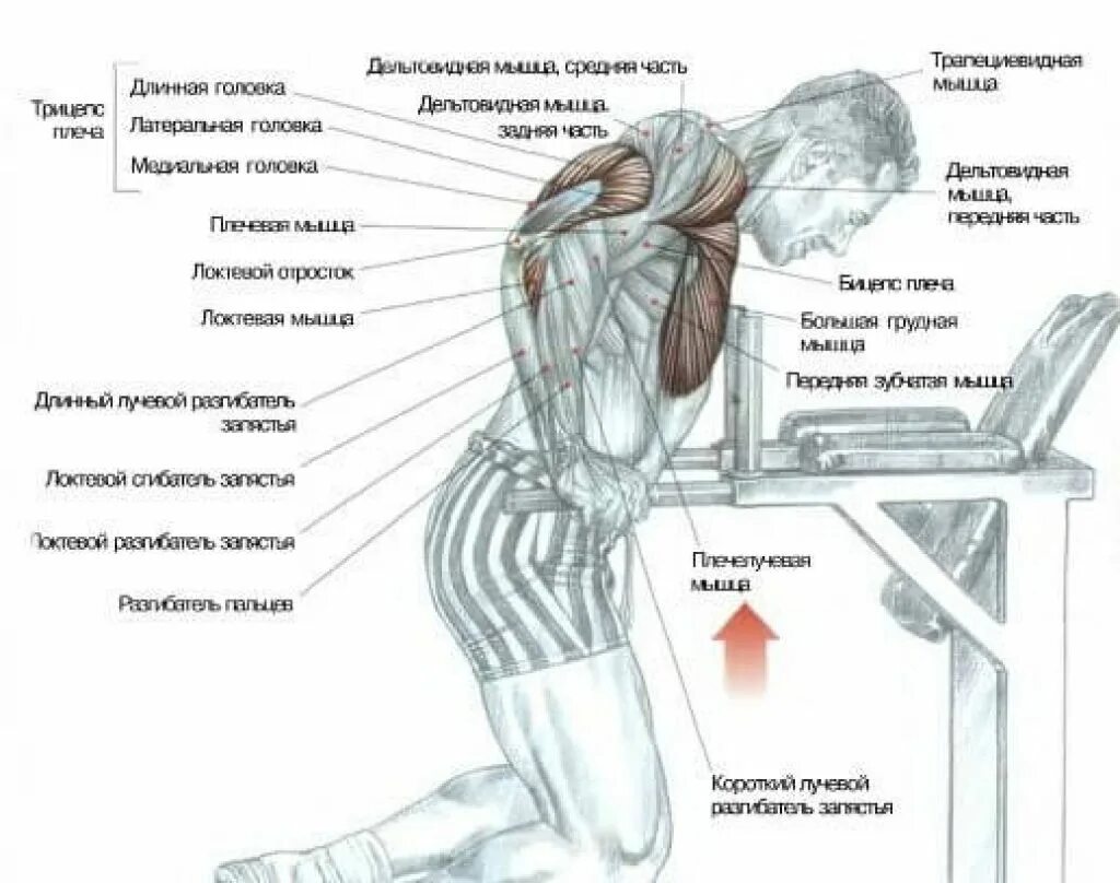 Какие упражнения для развития мышц. Отжимания на брусьях мышцы агонисты. Схема отжиманий на брусьях. Брусья нагрузка на мышцы. Отжимания на брусьях какие мышцы развивает.