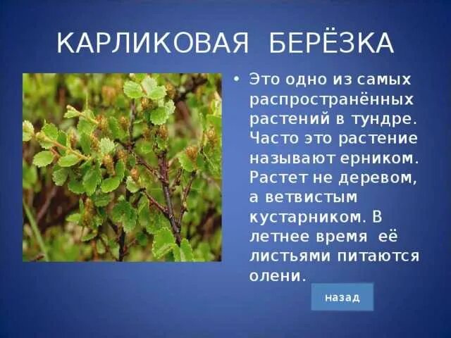 Сообщение 4 класс окружающий растения тундры. Информация о растении тундры. берёза карликовая. растения тундры презентация. сообщение о растении тундры.