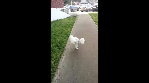 Собака писает видео
