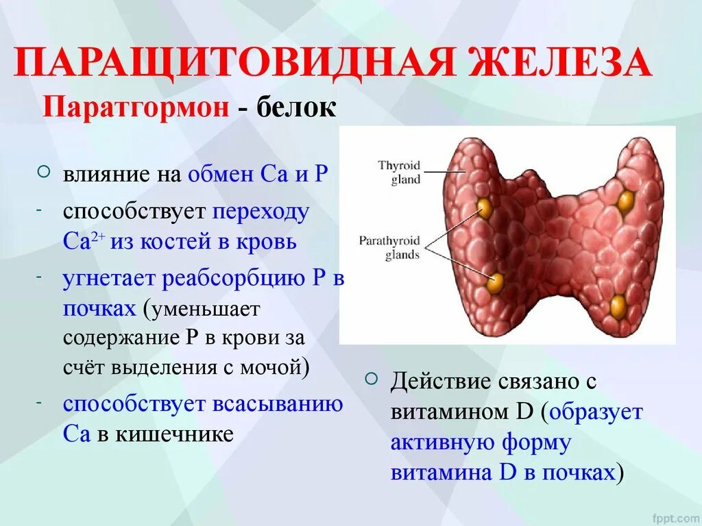 Паращитовидные железы гормоны. Паращитовидная железа функции. Гормоны паращитовидной железы. Околощитовидные железы и паратгормон. Околощитовидная железа функции.