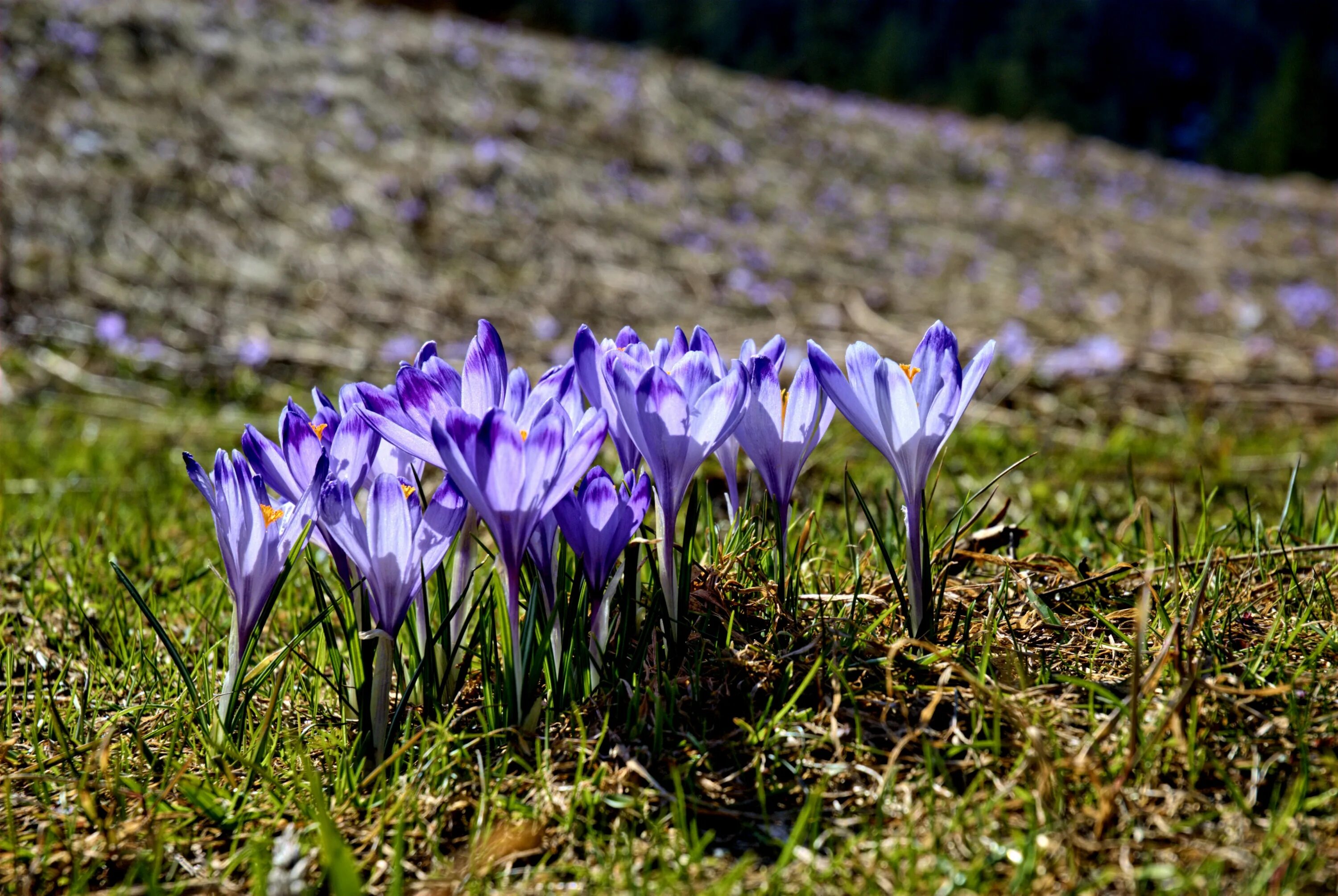 Татранские горы крокусы. Альпийский Крокус. Крокус горный цветок. Высокогорные цветы Крокус Эдельвейс.