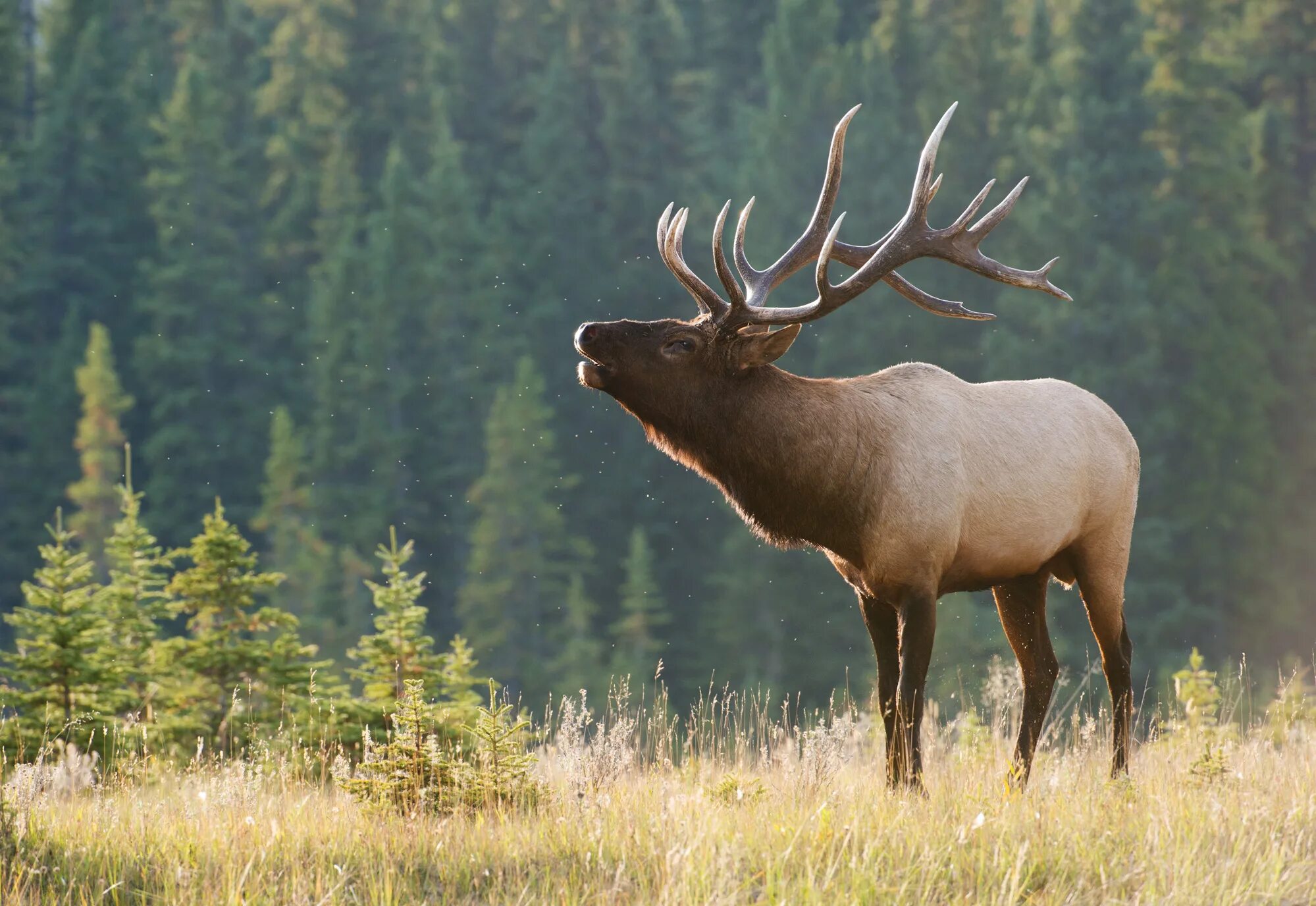 парнокопытные оленевые. благородный олень марал изюбрь. таганай национальный парк животные. сибирский северный олень кузнецкий алатау. кроноцкий заповедник северный олень.