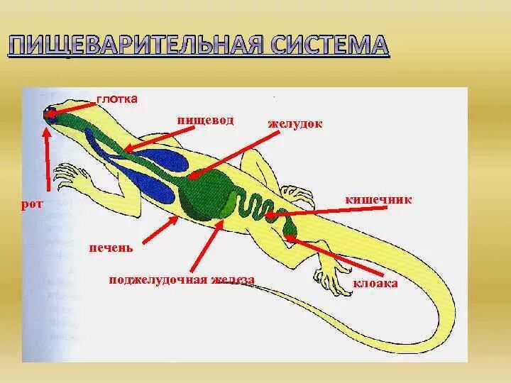 Что представляет собой клоака у пресмыкающихся. Пресмыкающиеся строение. Пищеварительная система пресмыкающихся схема. Внутреннее строение пресмыкающихся. Полость тела пресмыкающихся.