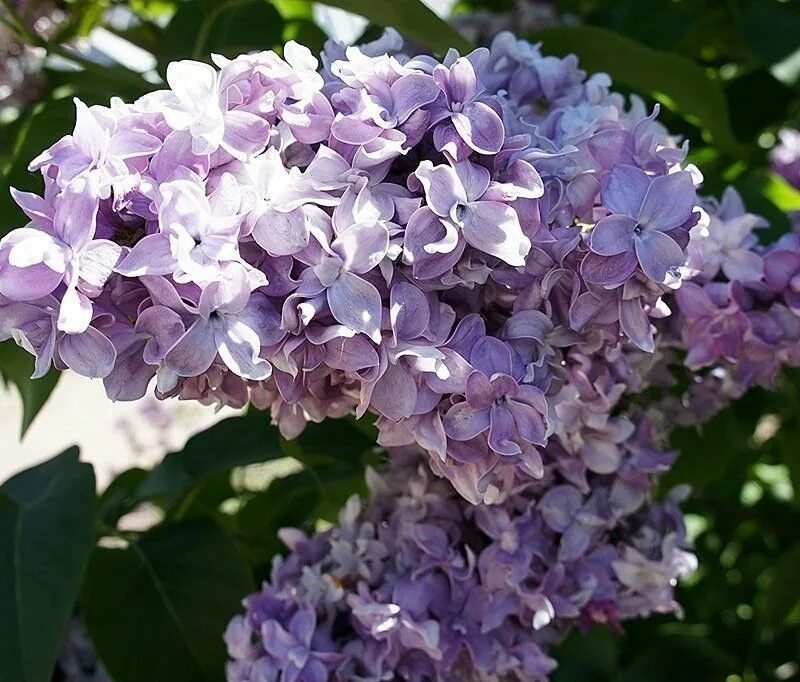 Название сирени сорта. Сирень обыкновенная Syringa vulgaris "Nadezhda". Сирень обыкновенная (Syringa vulgaris).