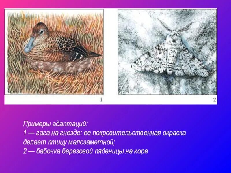 Адаптация покровительственная окраска. Примеры адаптации птиц. Покровительственная окраска примеры животных.