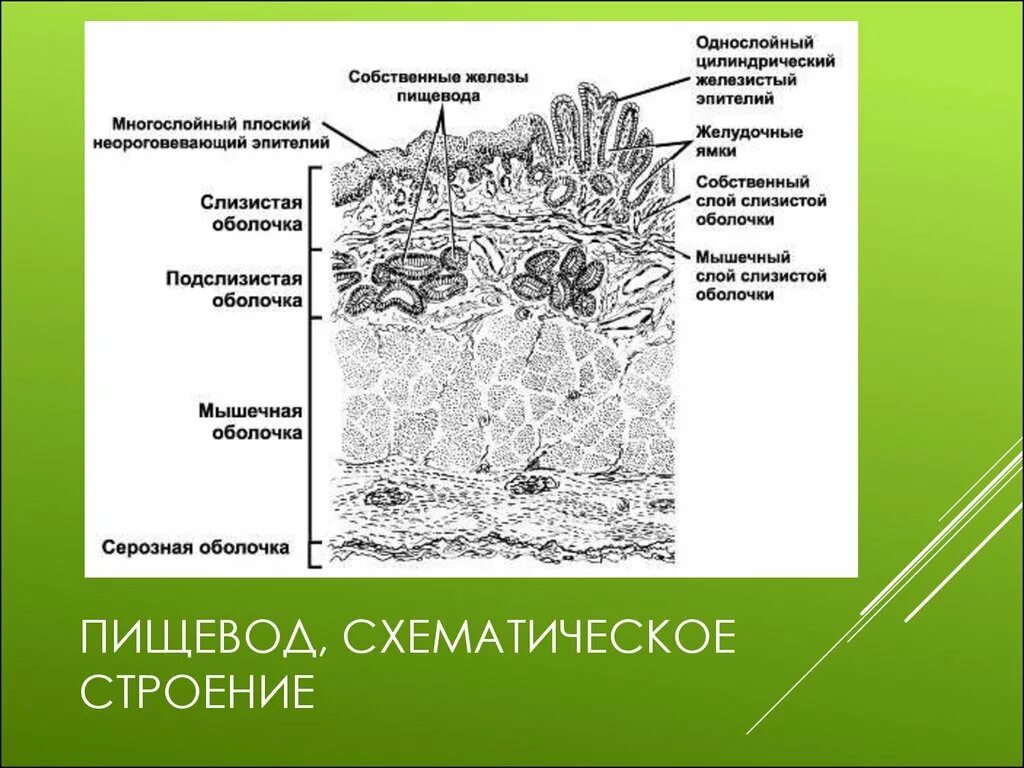 Слизистая оболочка пищевода препарат. Многослойный плоский неороговевающий эпителий пищевода препарат. Многослойный плоский эпителий пищевода строение. Мышечная оболочка пищевода гистология. Многослойный плоский неороговевающий эпителий строение.