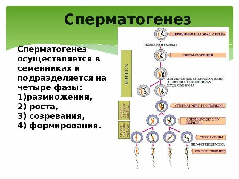 Гаметогенез растений схема. Фаза созревания сперматогенеза. Фаза деления сперматогенеза. 4 Фазы сперматогенеза.