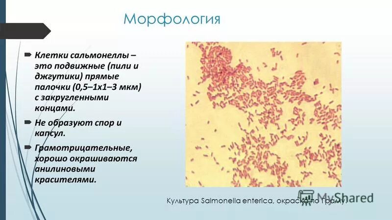 грамотрицательные палочки. возбудитель брюшного тифа микробиология. сапрофитные грамотрицательные палочки. семейство энтеробактерий. сальмонелла температура.