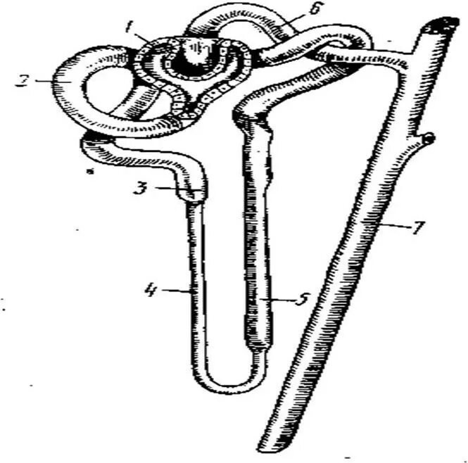 Мальпигиево тельце нефрона. Строение нефрона рисунок 118. Строение нефрона для срисовки. Строение нефрона черно белый рисунок.