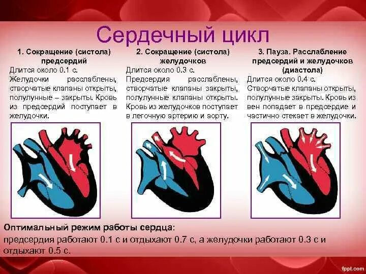 Систола желудочков сердечного цикла. Систола предсердий рисунок. двустворчатый клапан систола желудочков. клапаны систолы предсердий человека схема. систола желудочков.