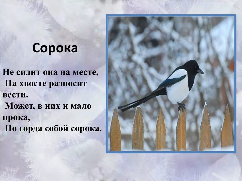 Стихи про птиц 3 года. Стихотворение про сороку. Детское стихотворение про сороку. Стихи про птиц для детей. Загадка про сороку для детей.