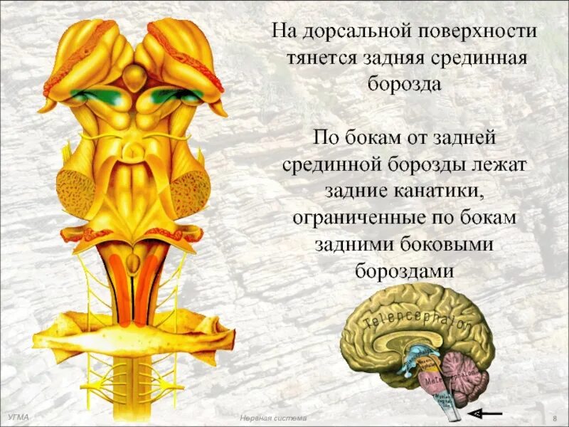 Передняя боковая борозда. Nеменно-затылочная борозда. Борозды спинного мозга анатомия. Передняя боковая борозда. Передняя срединная щель спинного мозга препарат.