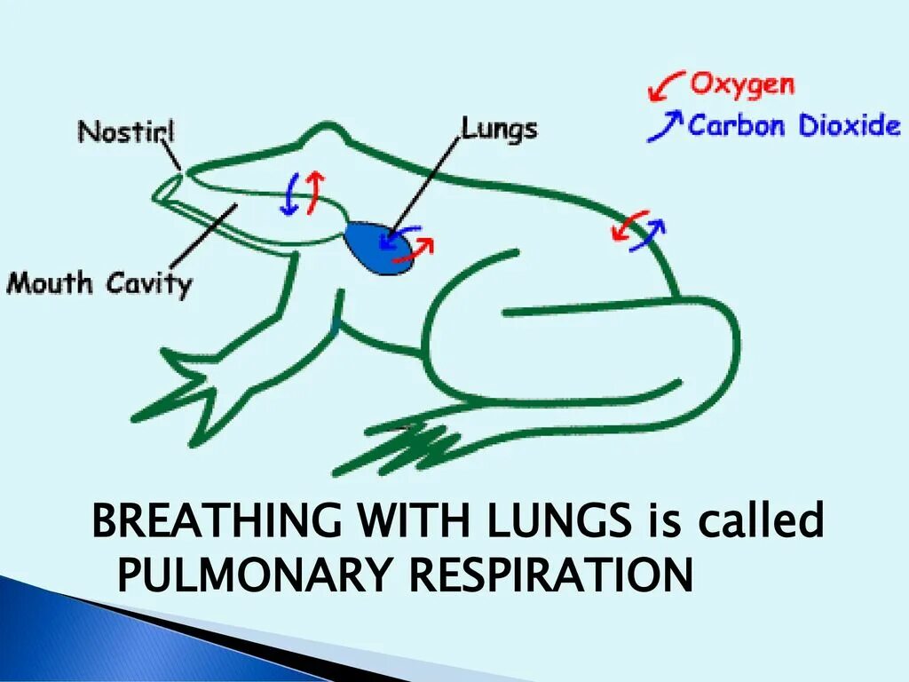 Дыхание лягушки в воде. Дыхательная система земноводных. Дыхательная система амфибий. Дыхательная система лягушки. Органы дыхания земноводных.