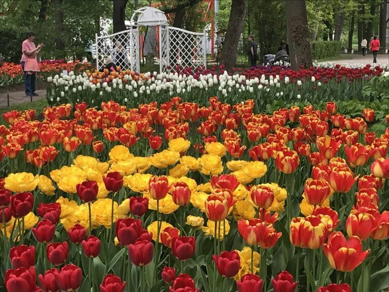 фестиваль цветов спб. фестиваль цветов кронштадт санкт-петербург 2023. фестиваль цветов спб. фестиваль цветов в санкт-петербурге. выставка цветов санкт петербург 2023.