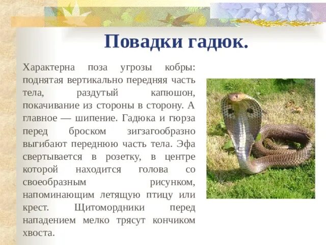 Змея подколодная значение. Змея подколодная значение