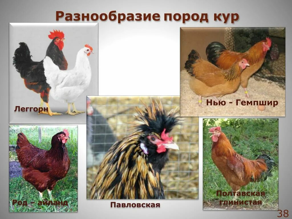 Породы куриц несушек с фотографиями и названиями. Разнообразие пород кур. Породы домашних кур. Породы кур с названиями. Куры разных пород с названием.