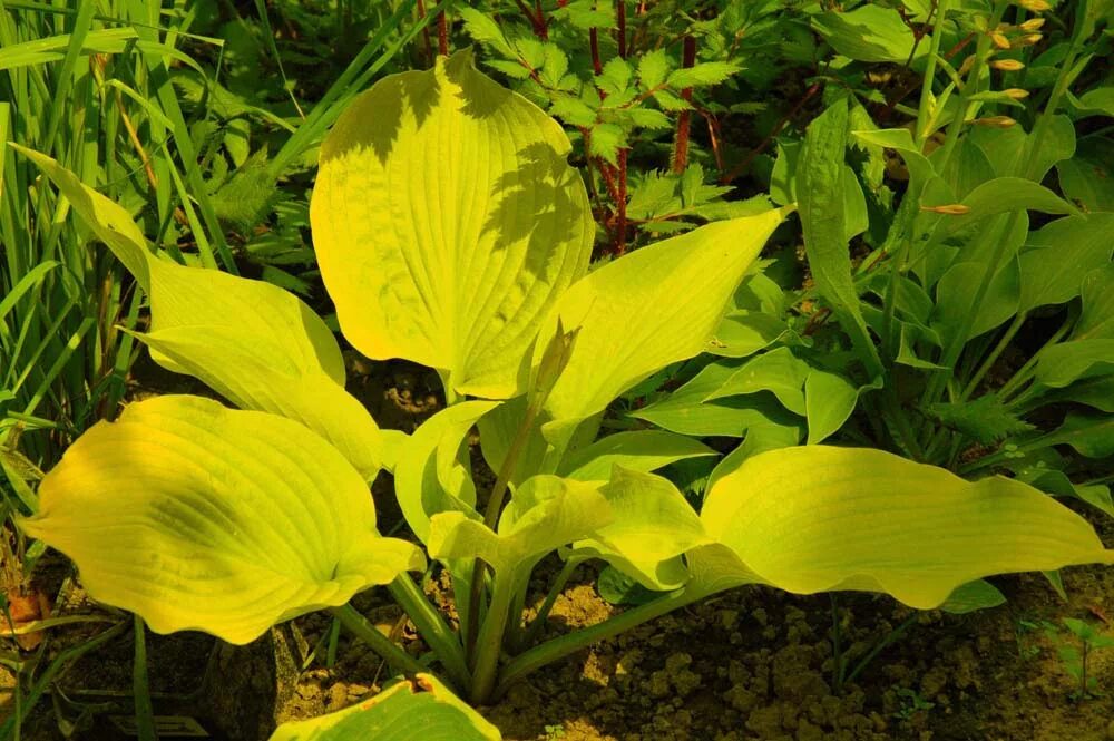 Hosta june хоста джун. хоста поздноцветущая санни халцион. хоста желтолистная. хоста лимончелло. хоста хоста лимончелло (limoncello).