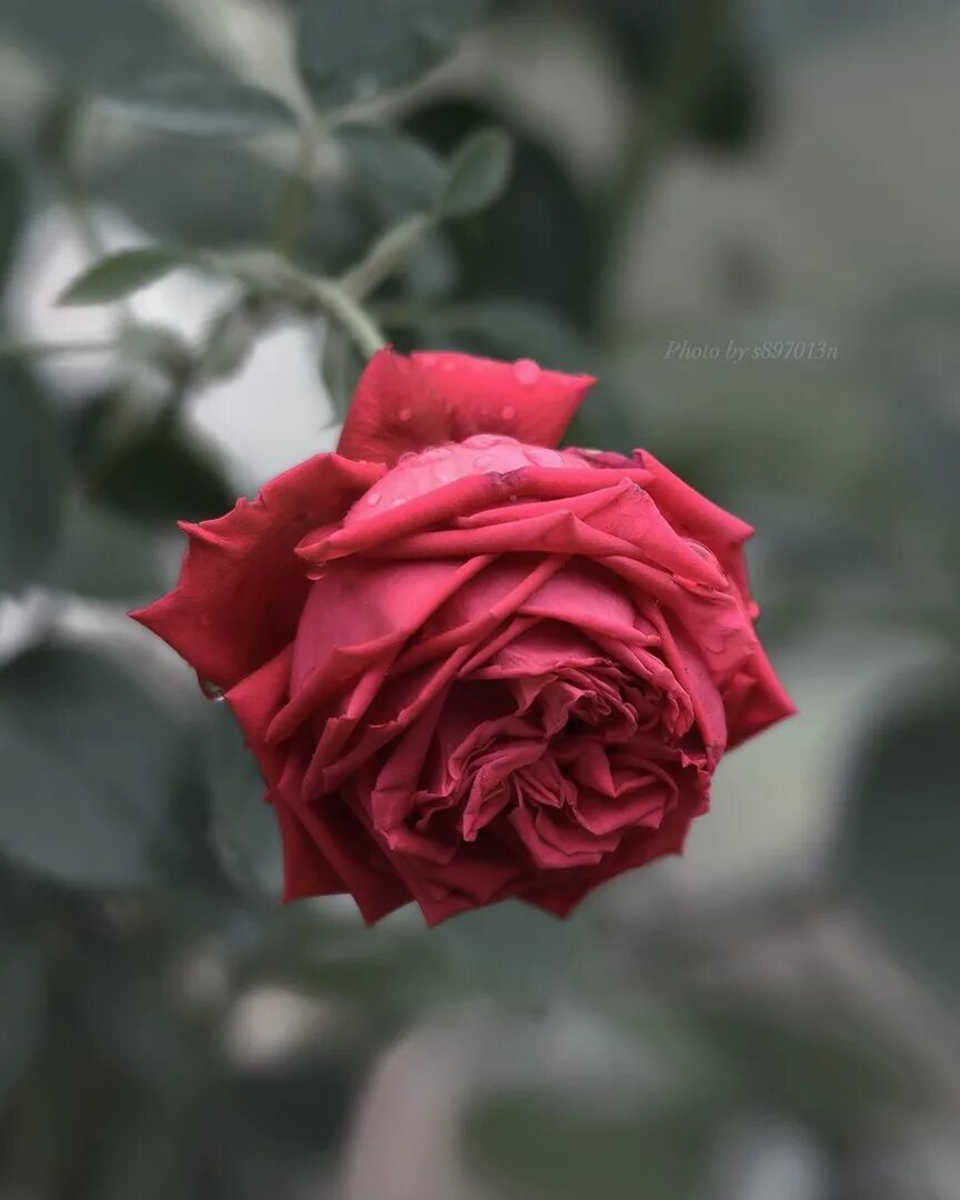 Розочка под. Красивые полосатые розы под дождем. Roses in the Rain. Rose in the Hood.