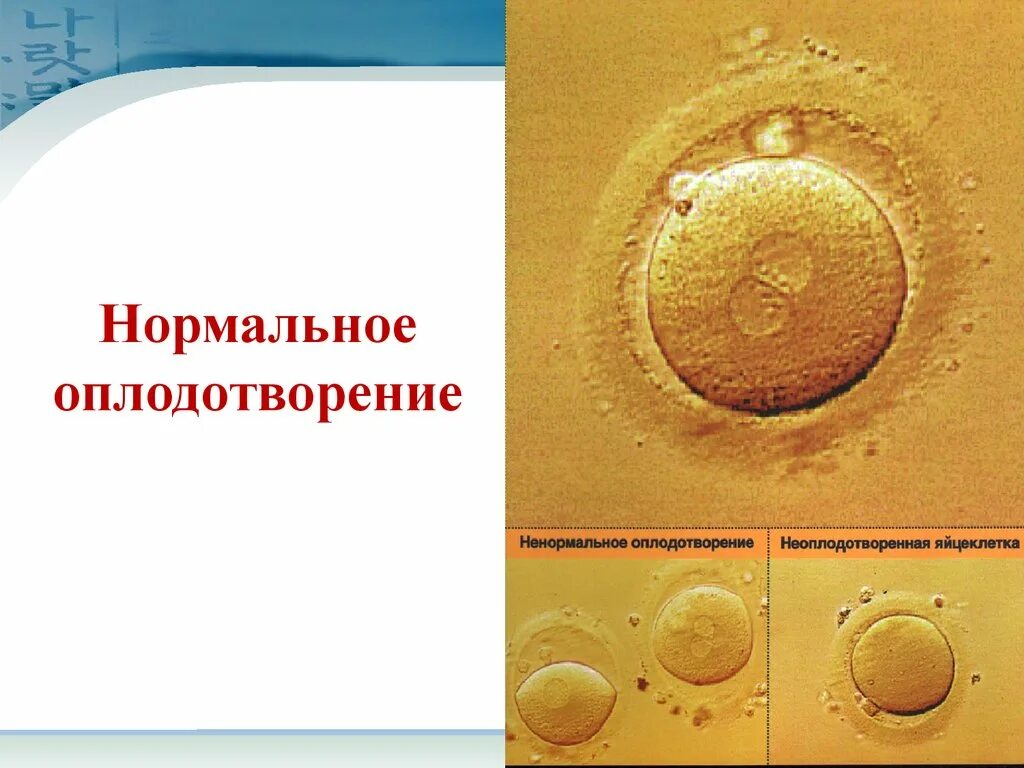 После оплодотворения яйцеклетки и первых. Неоплодотворенная яйцеклетка. Нормальное оплодотворение это. Неоплодотворенная яйцеклетка выходит. Размер неоплодотворенной яйцеклетки.