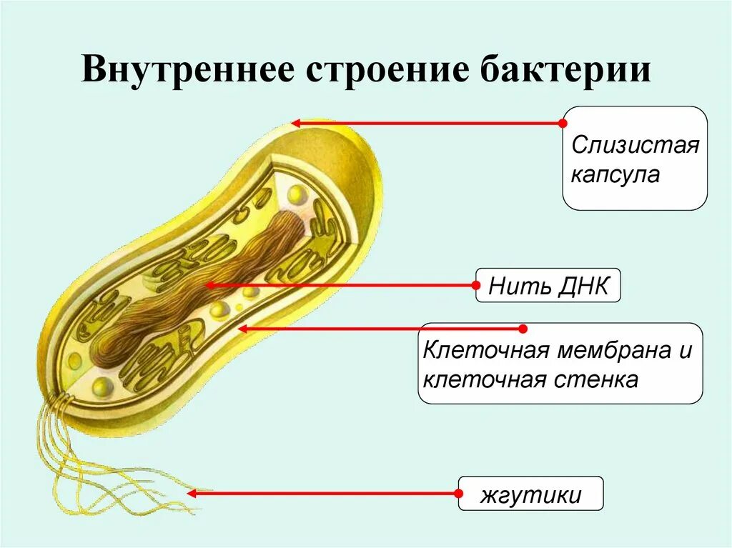 Бактериальная клетка сохраняет постоянную форму так окружена