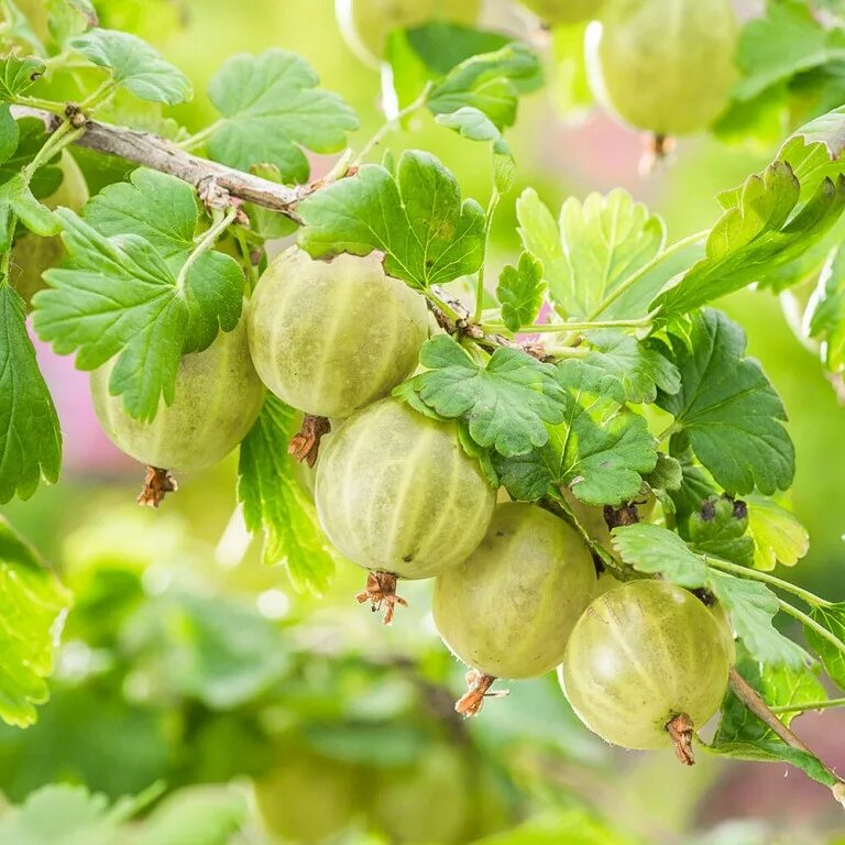 Королевский крыжовник сорта. Бесшиповный крыжовник. Крыжовник крупноплодный бесшипный сорта. Крыжовник Санфри. Крыжовник крупный сладкий