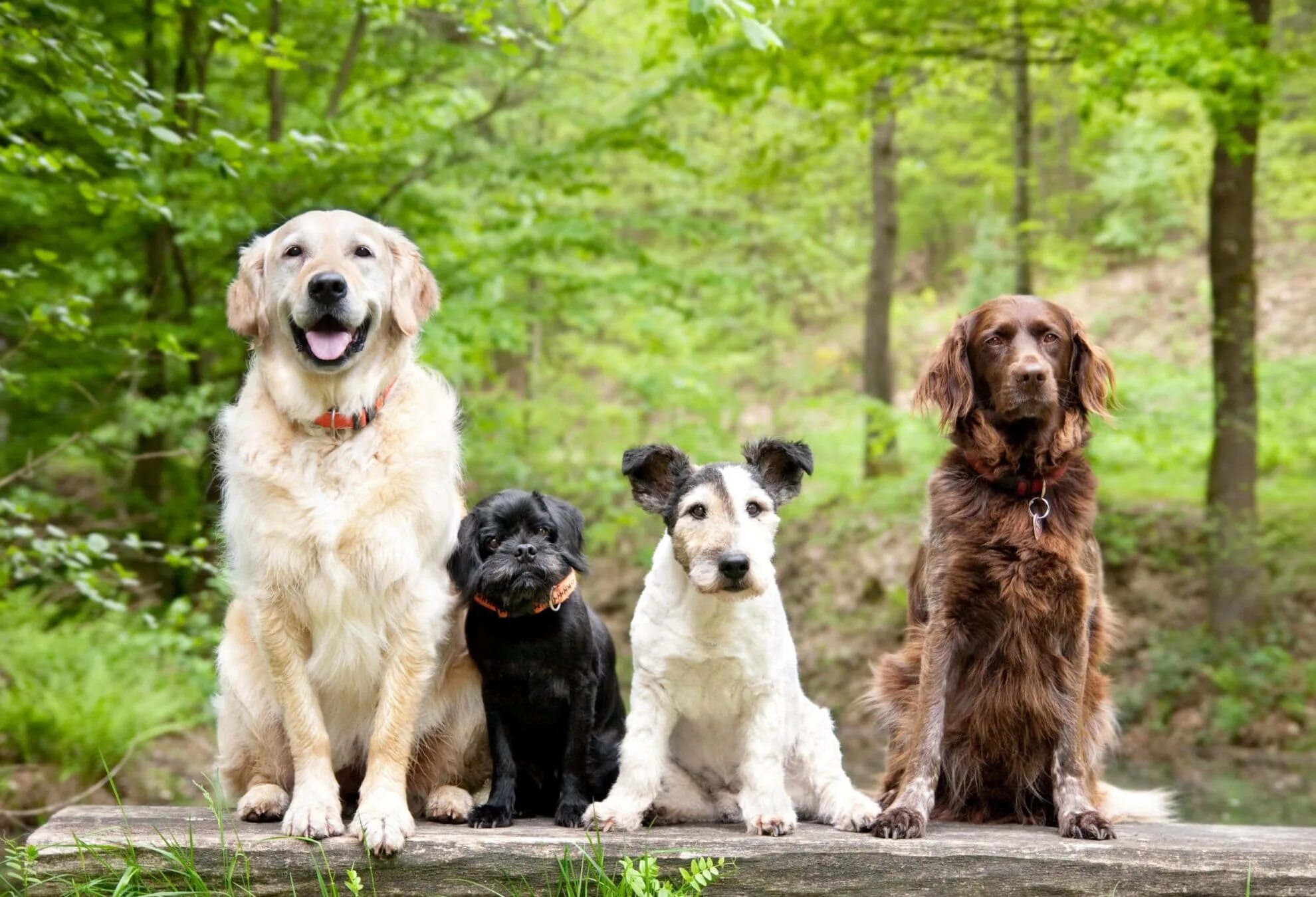 Самая интеллектуальная порода собак. Самая умная собака в мире порода. Intelligent dogs. Бордер-колли. Умные животные.