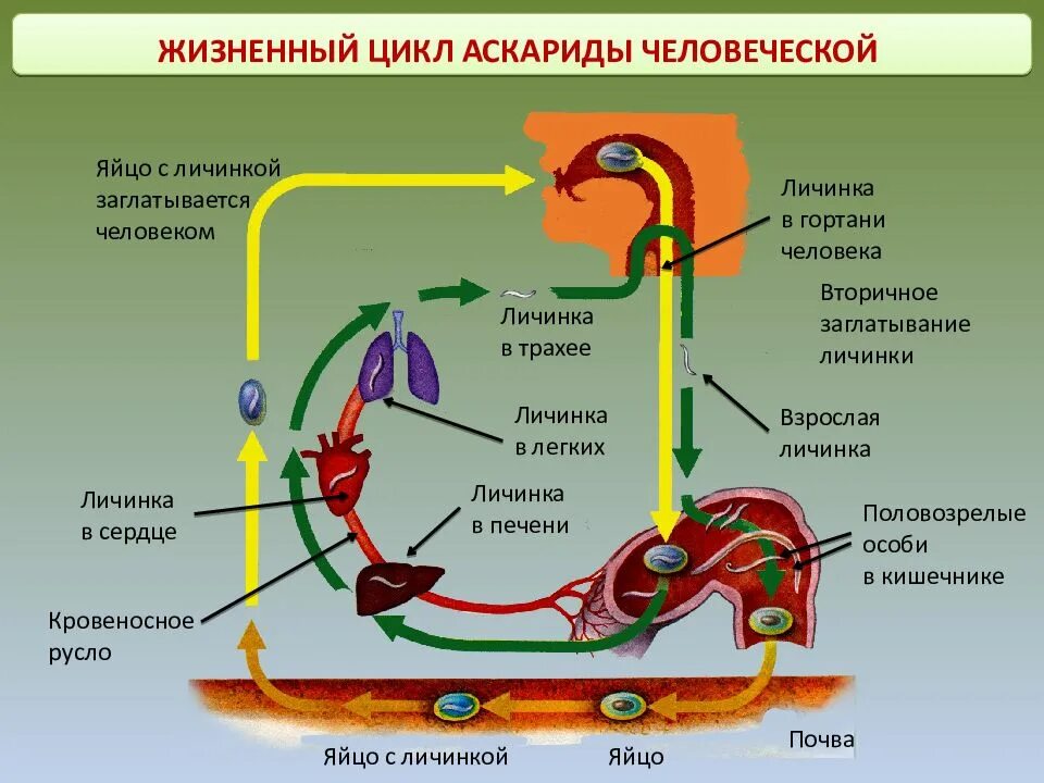 Какой вред могут причинять взрослые аскариды организму. Круглые черви жизненный цикл аскариды. Жизненный цикл аскариды человеческой схема. Жизненный цикл аскариды человеческой рисунок. Опишите жизненный цикл аскариды человеческой.