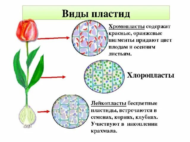 Пластиды хлоропласт хромопласт лейкопласт. Пластиды хлоропласты хромопласты лейкопласты. Пластиды: хлоропласты, хромопласты, лейкопласты. Пигменты пластид.. Какого цвета хлоропласты лейкопласты хромопласты. Пластиды растительной клетки рисунок.