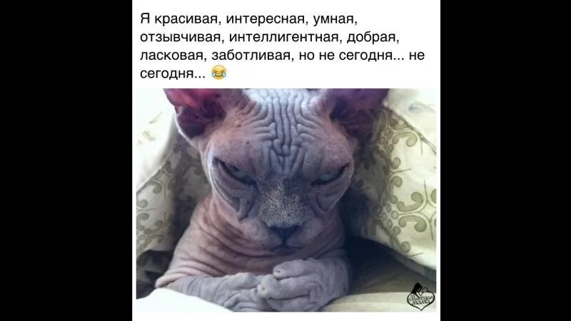 Я добрая но не сегодня. Добрая но не сегодня. Я добрая отзывчивая но не сегодня. Я красивая умная добрая. Красивая умная заботливая