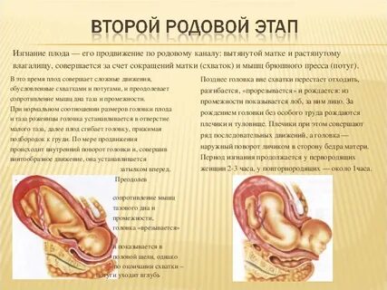 Во втором периоде родов