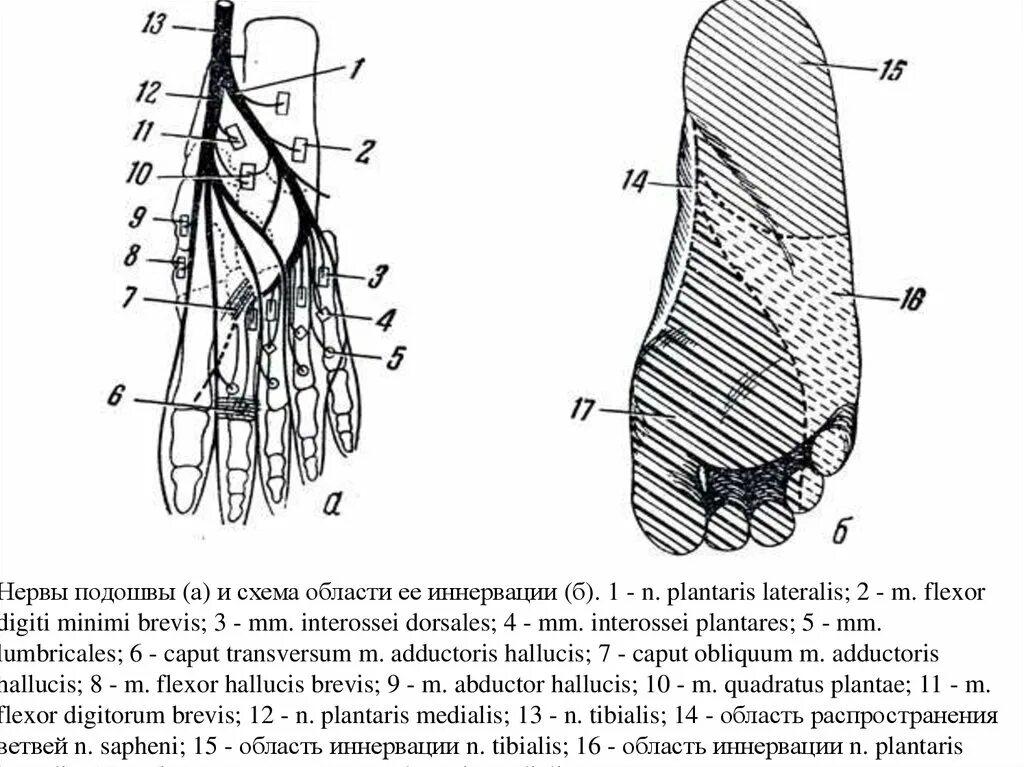 Иннервация подошвенной поверхности стопы. Иннервация кожи стопы подошвы. Иннервация стопы топографическая анатомия. Иннервация подошвы стопы анатомия. Область подошвы