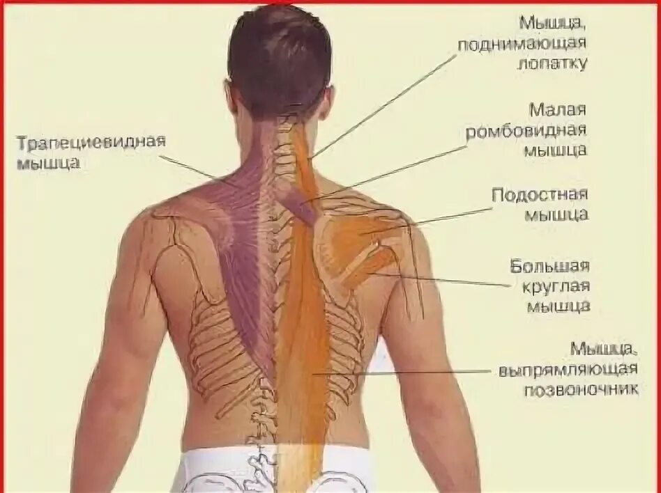 Что находится в пояснице. Расположение спины человека. Расположение лопаток у человека. Лопатка человека.