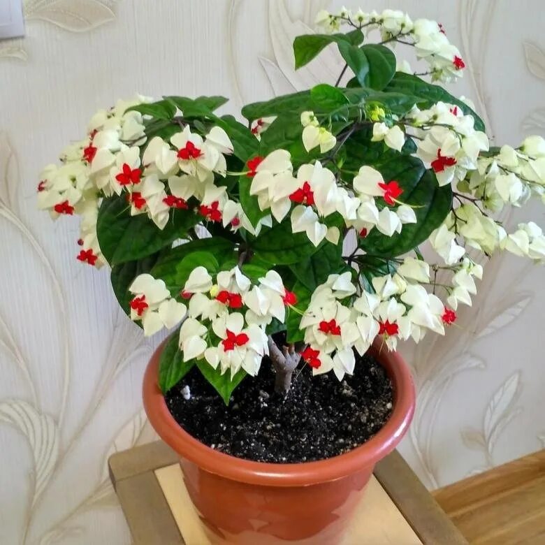 Клеродендрум томпсона фото комнатный Клубни Клеродендрум купить по выгодной цене в интернет-магазине OZON (1284346939