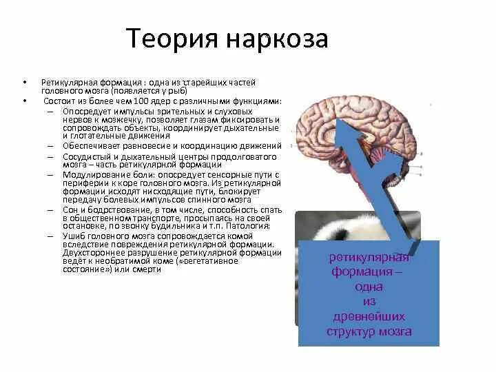 Память после наркоза. Как влияет наркоз на головной мозг. Как анестезия влияет на организм. Ретикулярной формации анестезия. Как наркоз влияет на человека.