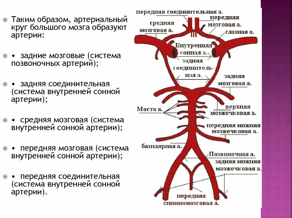 Артерии основания мозга. Внутренняя Сонная артерия Виллизиев круг. Схема артериального круга головного мозга. Артериальный Виллизиев круг большого мозга. Кровоснабжение головного мозга схема Виллизиев круг.