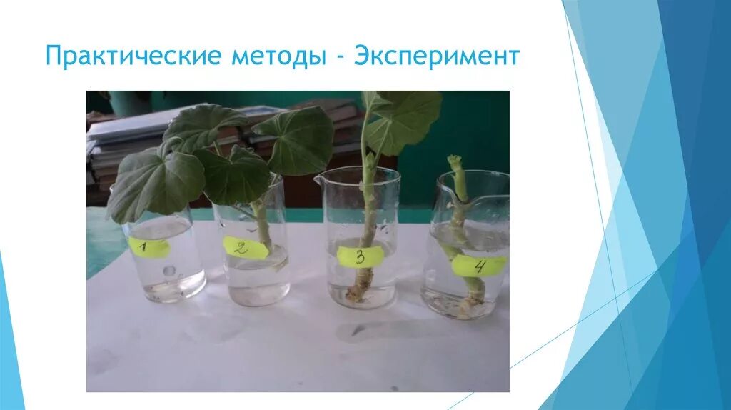 1 пример биологического эксперимента Биология пятый класс эксперимент в биологических исследованиях