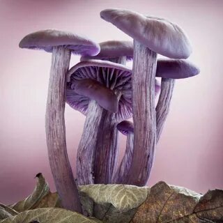 Оттенок mushroom