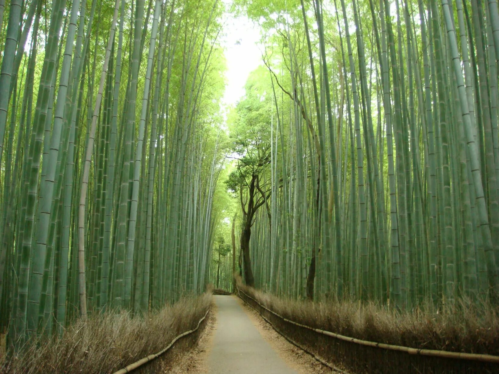Бамбуковый лес. Рост бамбука. Бамбуковый лес Япония. Пейзаж с бамбуком. Рост бамбука за сутки