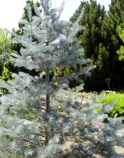 Abies concolor fagerhult