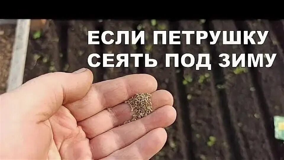 Когда сеять петрушку осенью под зиму. Когда сажать кинзу в открытый грунт семенами. когда сажать кориандр в открытый грунт. как садить петрушку семенами в открытый грунт. как правильно сеять петрушку в открытый грунт весной.