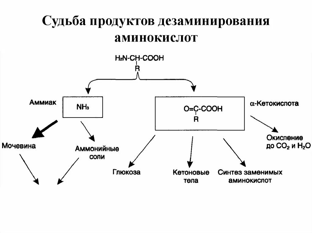 Судьба продуктов дезаминирования аминокислот схема. Мочевина. Схема синтеза мочевины. Схема цикла мочевинообразования. Мочевина это в биологии.