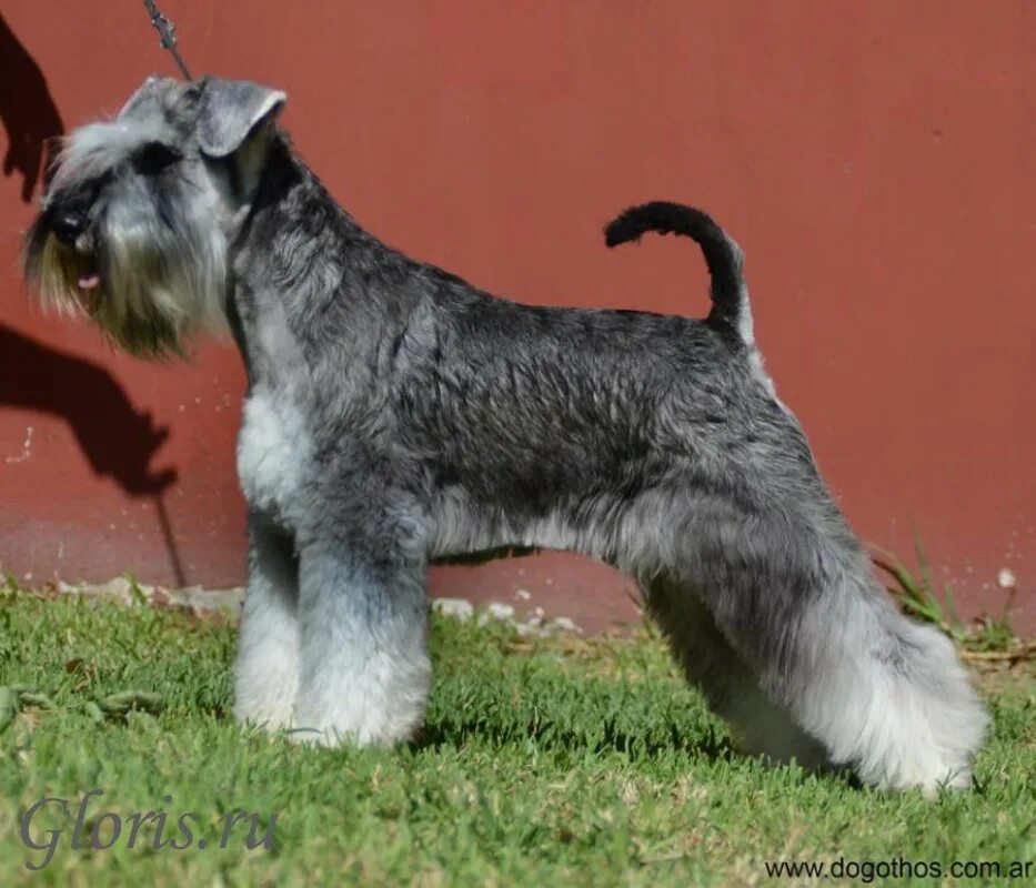 цвергшнауцер перец с солью. мелирование на волосы с проседью. мелирование на седые волосы. русский ассортик макинтош. миттельшнауцер окрасы.