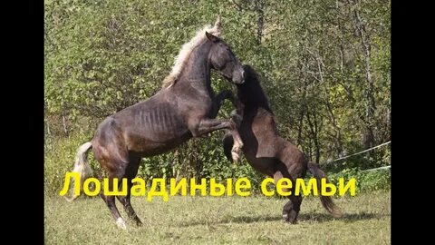Купила мам коника а коник без ноги