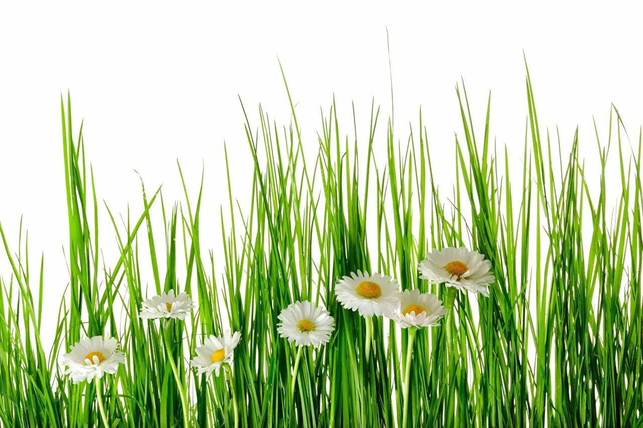 Трава на белом фоне. Растения на белом фоне. Ромашка трава. Травинка на прозрачном фоне. Травка с цветочками