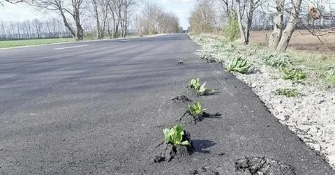 Дикий асфальт