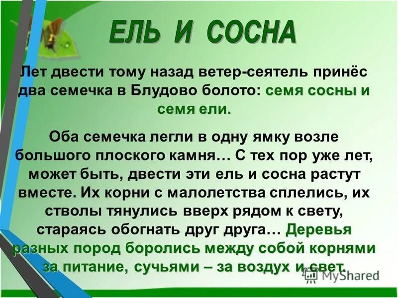 Блудово болото впр 5 класс. Лет двести тому назад. Лет двести тому назад ветер-Сеятель принёс два семечка. Лет 200 тому назад ветер Сеятель принес 2 семечка в Блудово болото. Кладовая солнца ель и сосна отрывок.