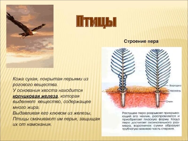 Кожа у птиц тонкая. Перо птицы строение. Строение контурного пера. Роговые перья у птиц.