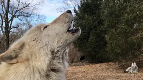 Видео wolf
