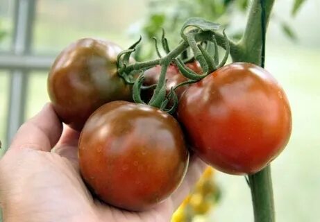 Томат кумато характеристика и описание сорта фото