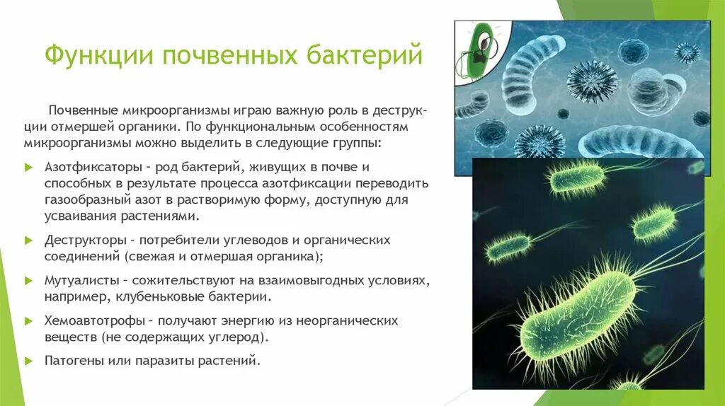 К какой группе обитателей почвы относятся микроорганизмы. Сообщение на тему почвенные бактерии 5 класс биология. Функции почвенных бактерий. Сообщение о бактериях 5 класс биология. Почвенные бактерии 5 класс биология.